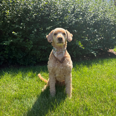 Official University Club Dog Silk Scarf