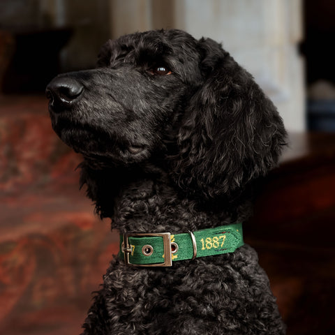 Smathers & Branson Needlepoint Dog Collar