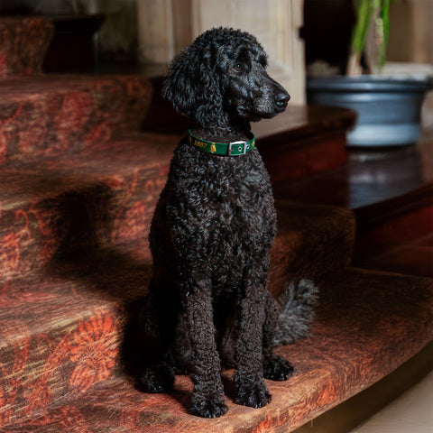 Smathers & Branson Needlepoint Dog Collar