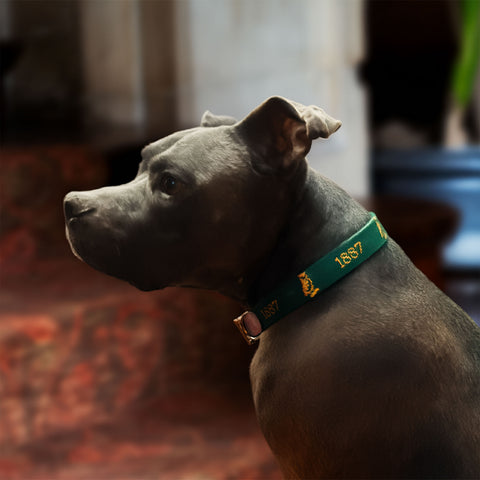 Smathers & Branson Needlepoint Dog Collar