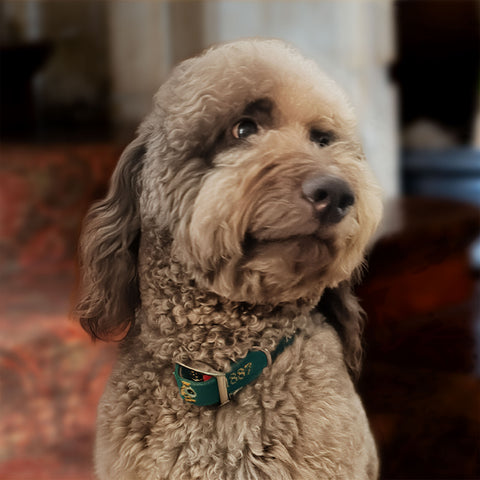 Smathers & Branson Needlepoint Dog Collar